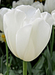 X 100 TULIPA CLEARWATER 11/12