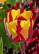 X 100 TULIPA HELMAR 12/+