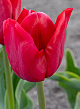 X 100 TULIPA ILE DE FRANCE 12/+