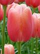 X 100 TULIPA MENTON 12/+