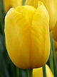 X 100 TULIPA MUSCADET 12/+