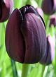 X 100 TULIPA QUEEN OF NIGHT 12/+