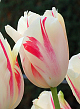 X 100 TULIPA SORBET 11/12