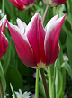 X 100 TULIPA CLAUDIA 11/12