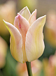 X 100 TULIPA ELEGANT LADY 11/12