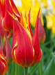 X 100 TULIPA FLY AWAY 11/12