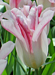 X 100 TULIPA HOLLAND CHIC 11/12