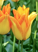 X 100 TULIPA MOONBLUSH 11/12