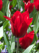 X 100 TULIPA PRETTY WOMAN 11/12
