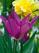 X 100 TULIPA PURPLE DREAM 11/12