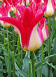 X 100 TULIPA STRAWBERRY ROMANOFF 11/12