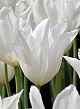 X 100 TULIPA WHITE TRIUMPHATOR 11/12