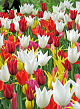 X 100 TULIPA LELIEBLOEMIG MIX 11/12