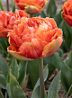 X 100 TULIPA BRISBANE 11/12