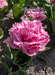 X 100 TULIPA CAIRNS 11/12