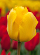 X 100 TULIPA CRYSTAL STAR 12/+