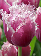 X 100 TULIPA CUMMINS 12/+