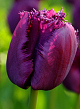 X 100 TULIPA CURLY SUE 11/12