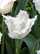 X 100 TULIPA HONEYMOON 11/12