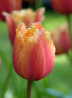 X 100 TULIPA LAMBADA 11/12