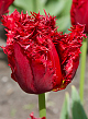 X 100 TULIPA VERSACI 11/12