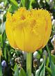 X 100 TULIPA MON AMOUR 11/12