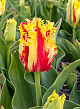 X 100 TULIPA PHANTOM 12/+