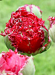X 100 TULIPA QATAR 11/12