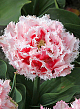 X 100 TULIPA QUEENSLAND 11/12