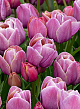 X 100 TULIPA BLUE HEAVEN 11/12
