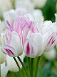 X 100 TULIPA CANDY CLUB 12/+