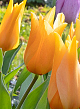 X 100 TULIPA PRAESTANS SHOGUN 8/9