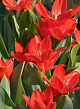 X 100 TULIPA PRAESTANS ZWANENBURG VARIETY 8/9
