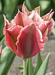 X 100 TULIPA ARTIST 12/+