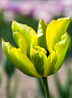 X 100 TULIPA FORMOSA 11/12