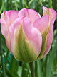 X 100 TULIPA GROENLAND 12/+