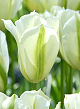 X 100 TULIPA SPRING GREEN 12/+