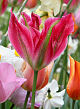 X 100 TULIPA VIRICHIC 11/12