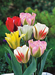 X 100 TULIPA VIRIDIFLORA MIX 11/12