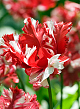 X 100 TULIPA ESTELLA RIJNVELD 12/+
