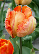 X 100 TULIPA PARROT KING 12/+