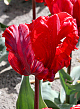X 100 TULIPA ROCOCO 12/+