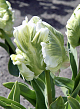 X 100 TULIPA SUPER PARROT 11/12