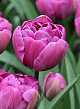 X 100 TULIPA BLUE DIAMOND 11/12