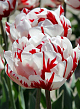 X 100 TULIPA CARNAVAL DE NICE 11/12