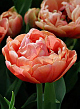X 100 TULIPA COPPER IMAGE® 11/12