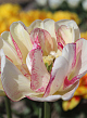 X 100 TULIPA DOUBLE SHAKE 11/12