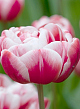 X 100 TULIPA DRUMLINE 11/12