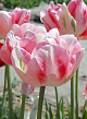 X 100 TULIPA FINOLA 11/12