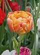 X 100 TULIPA GUDOSHNIK DOUBLE 11/12